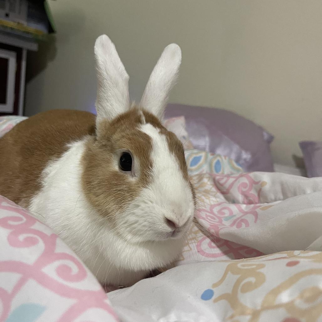 Regina, Adoptable, Adult Female Dutch.