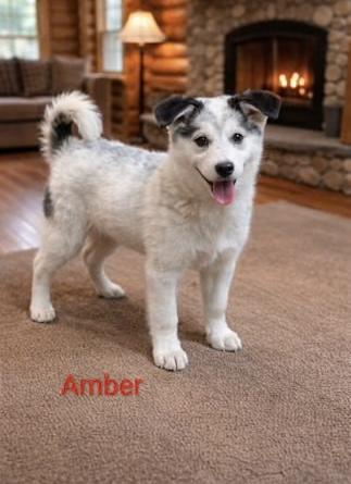 Amber, adopted, Puppy Female Labrador Retriever.