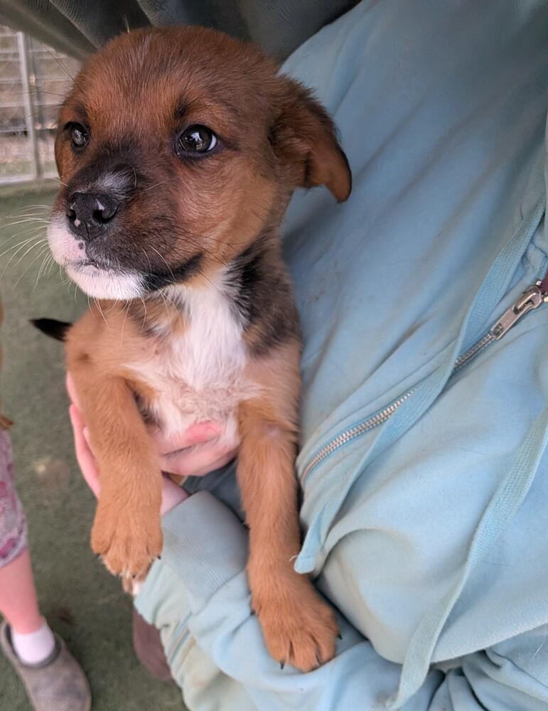 Cream puff, Adoptable, Puppy Female Terrier.