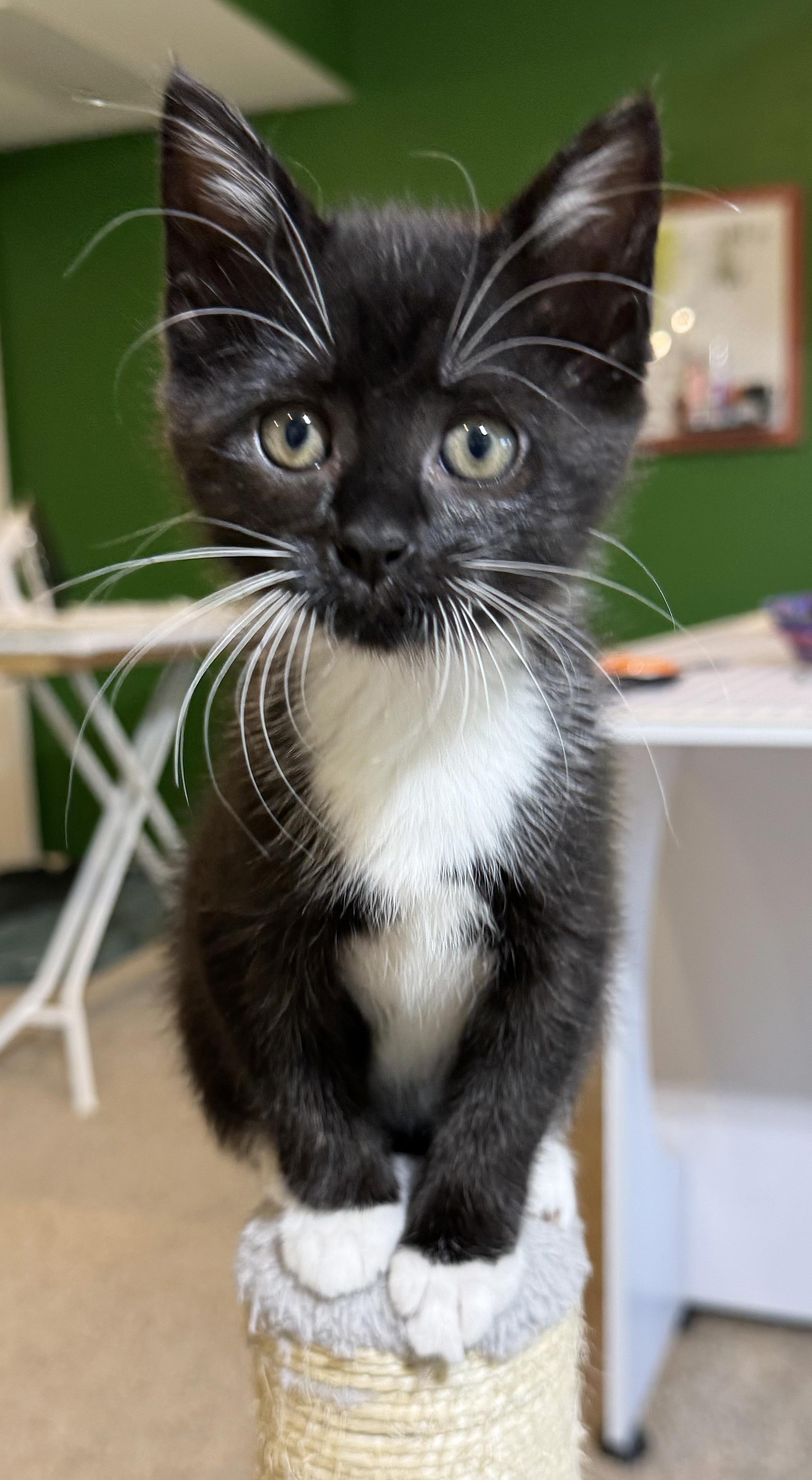 Macchiato