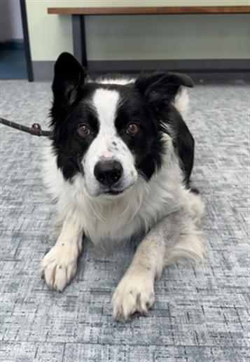 THEODORE, Adoptable, Adult Male Border Collie.