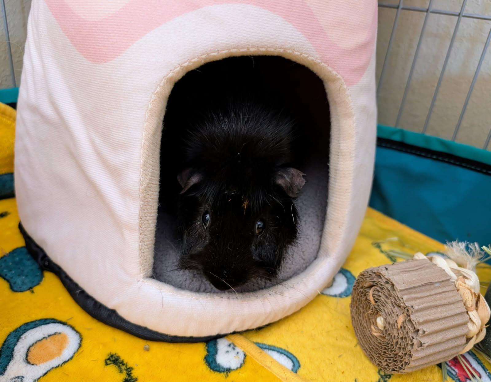 Enlarge Beans, a ADOPTABLE Guinea Pig in Saint Paul, MN image 2/3