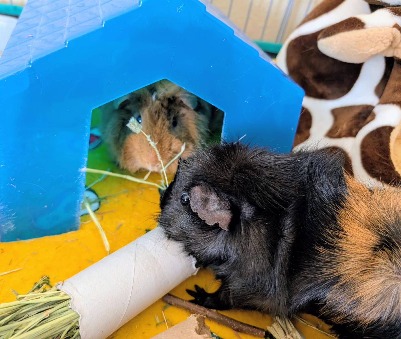 Enlarge Beans, a ADOPTABLE Guinea Pig in Saint Paul, MN image 3/3