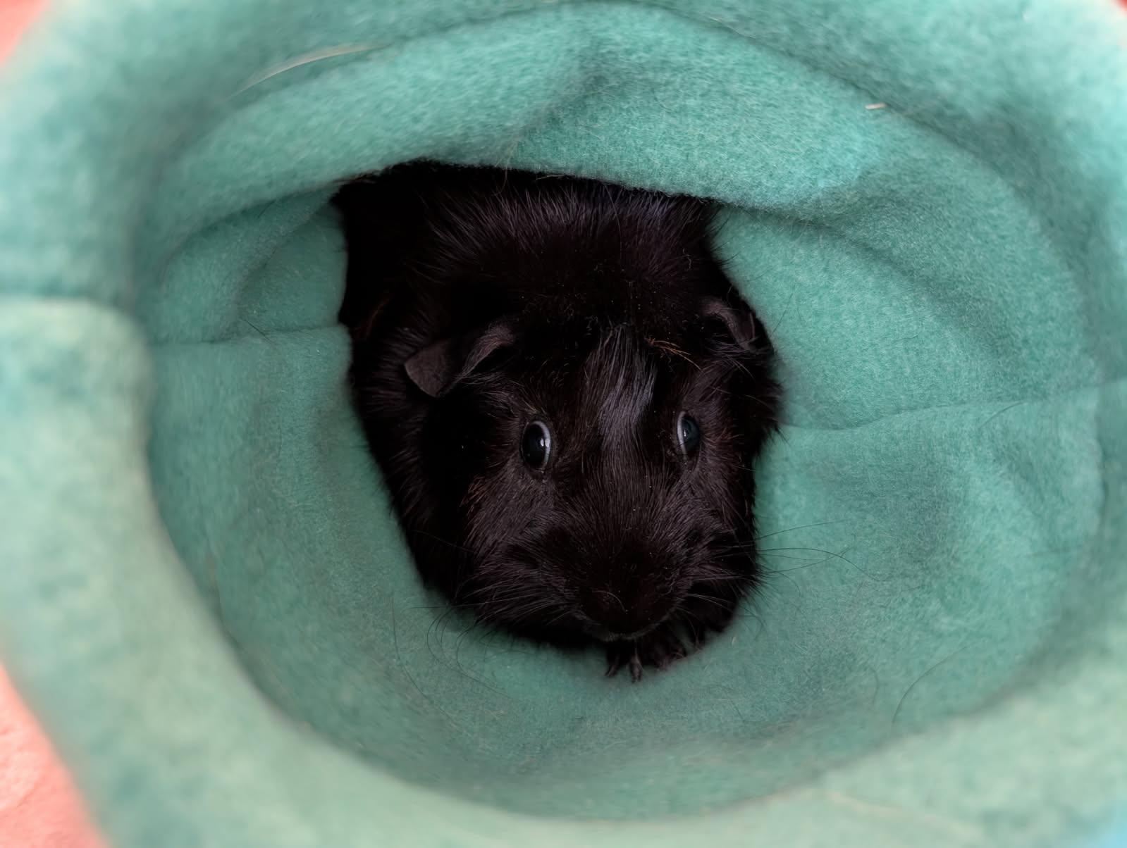 Enlarge Beans, a ADOPTABLE Guinea Pig in Saint Paul, MN image 1/3