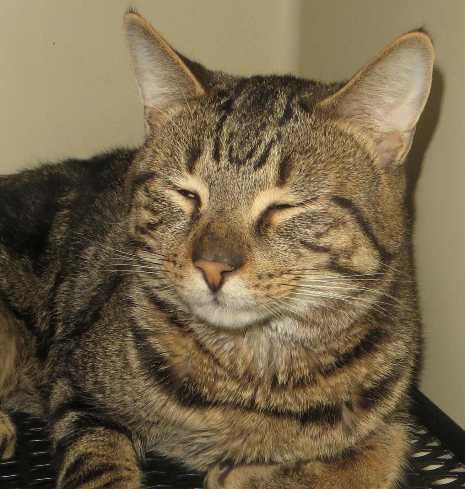 Enlarge Benny, an adopted Tiger in Brockton, MA image 1/1