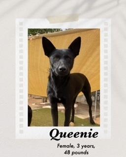 Queenie, Adoptable, Adult Female Dutch Shepherd.