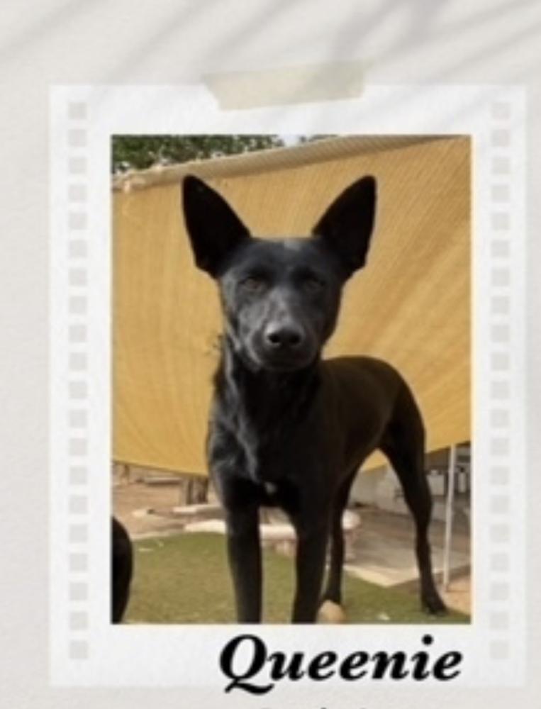 Enlarge Queenie, a Adoptable mixed breed in Puerto Penasco, SON image 2/2