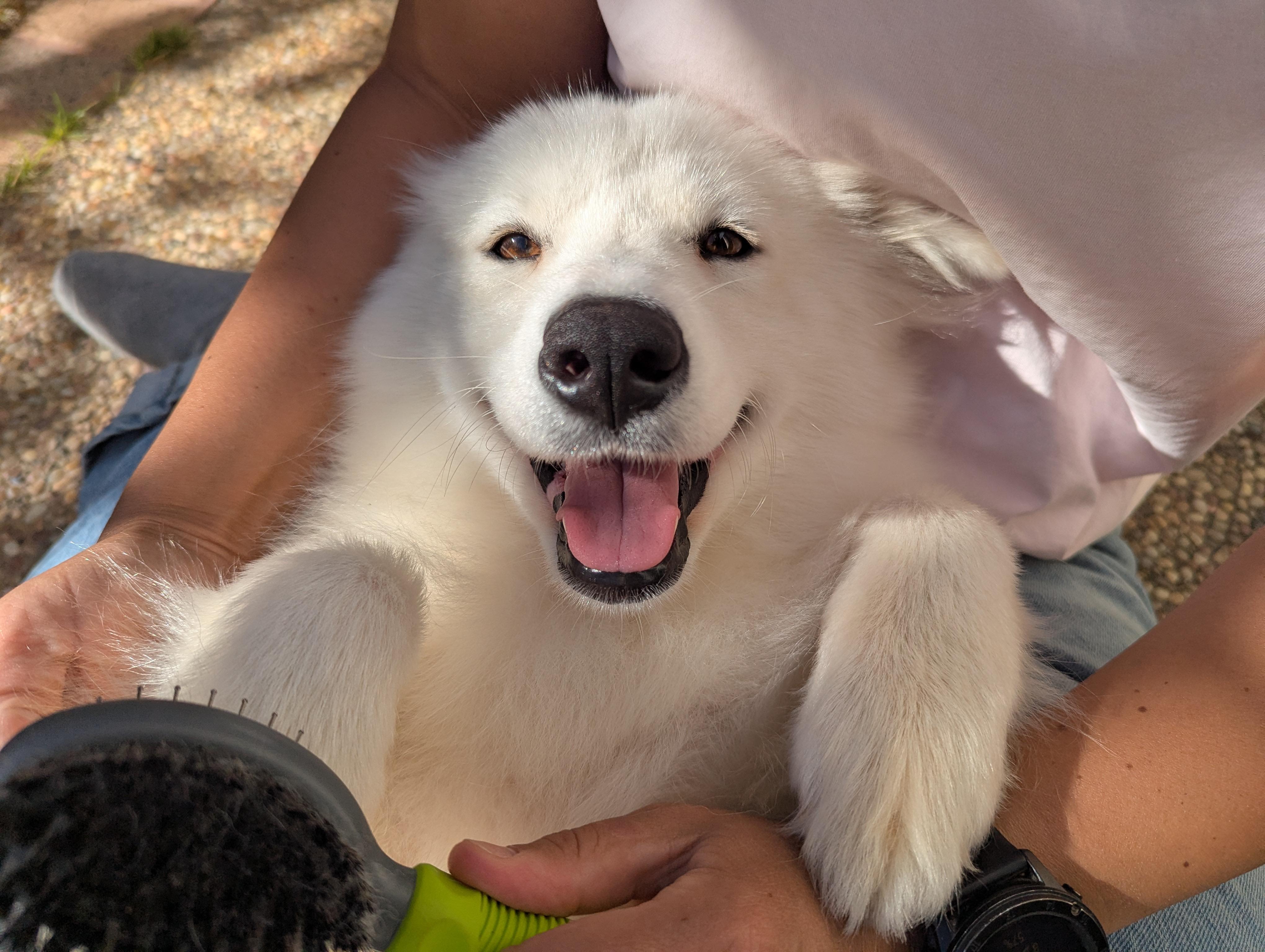 Enlarge Xena, a ADOPTABLE mixed breed in San Rafael, CA image 5/6