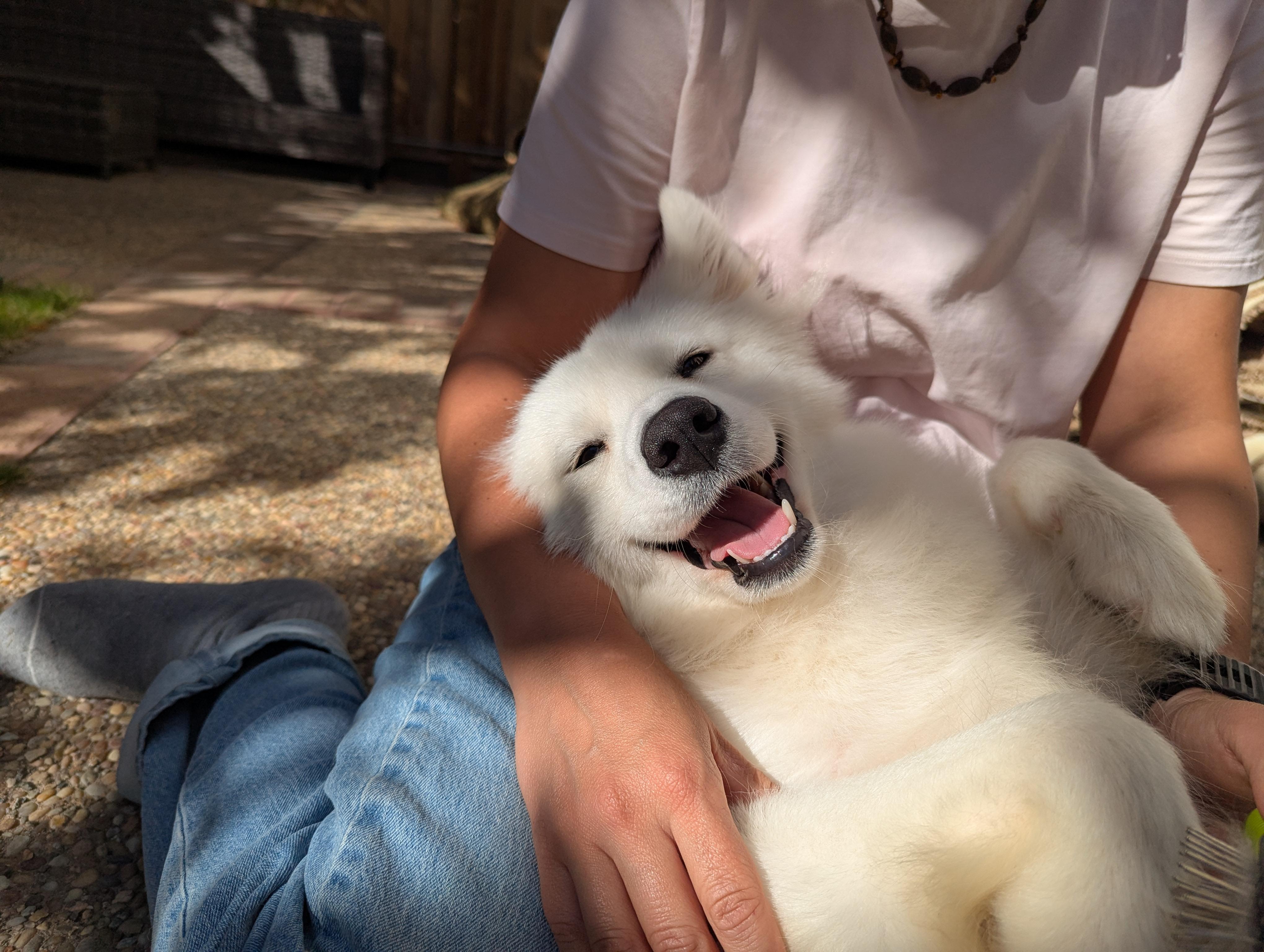 Xena, ADOPTABLE, Young Female Samoyed.