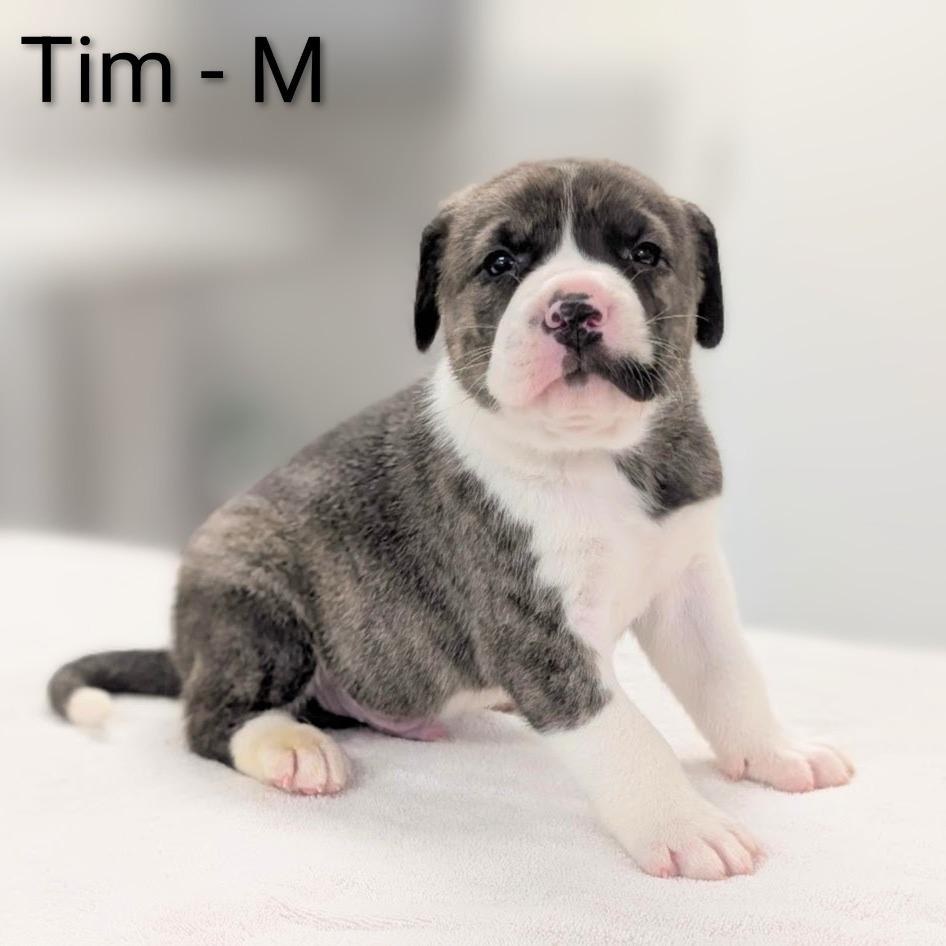 Tim, Adoptable, Puppy Male Great Pyrenees & Mixed Breed.