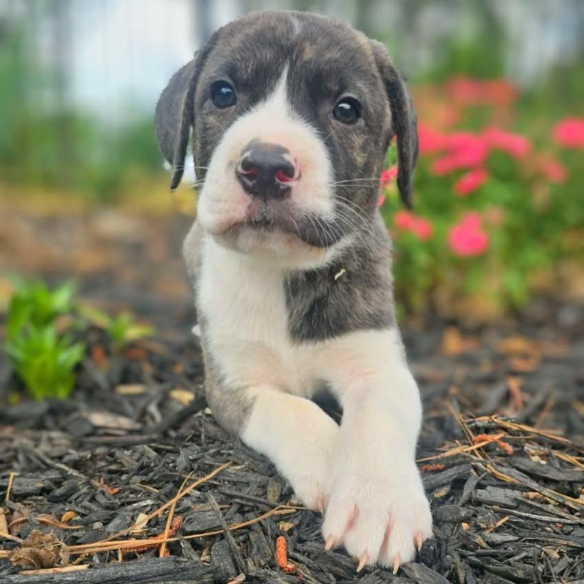 Enlarge Tim, a Adoptable mixed breed in Griswold, CT image 2/3