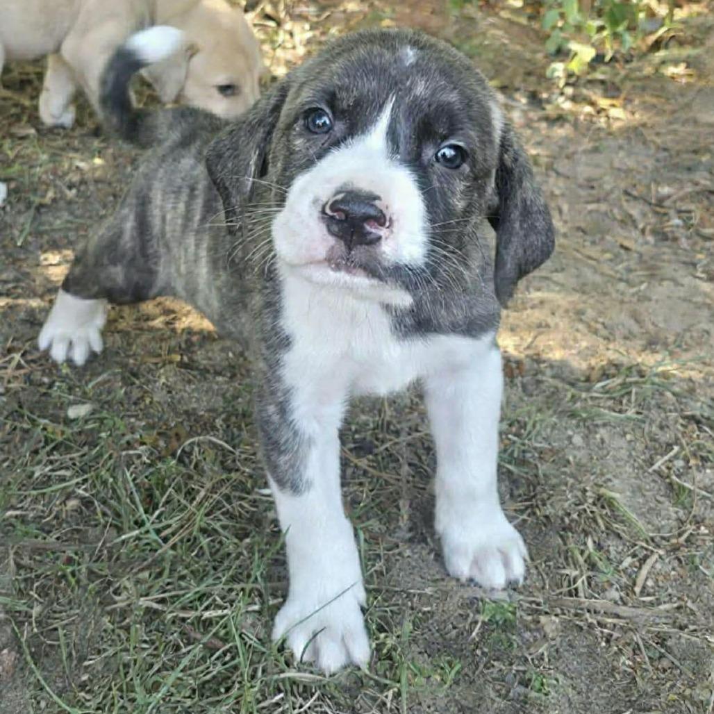 Enlarge Tim, a Adoptable mixed breed in Griswold, CT image 3/3