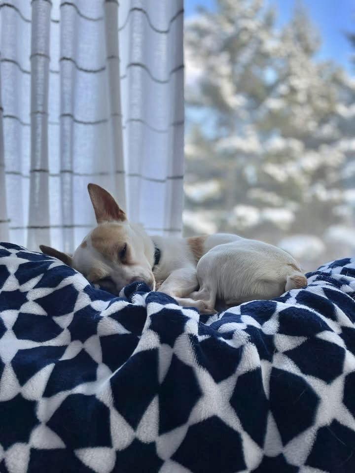 Enlarge Mack, a Adoptable Chihuahua in Grafton, WI image 1/3