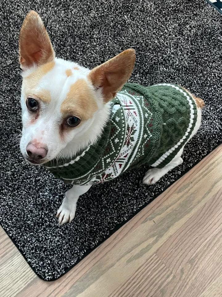 Enlarge Mack, a Adoptable Chihuahua in Grafton, WI image 2/3