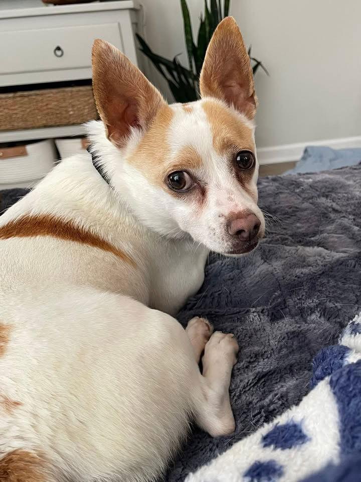 Enlarge Mack, a Adoptable Chihuahua in Grafton, WI image 3/3