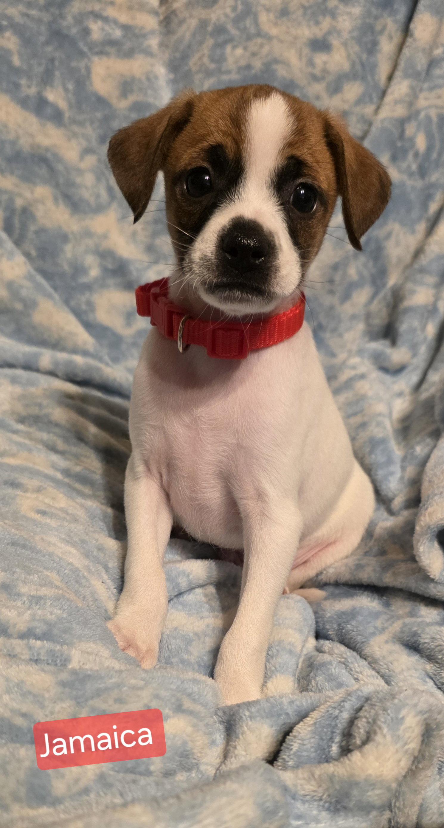 Jamaica, Adoptable, Puppy Male Rat Terrier.