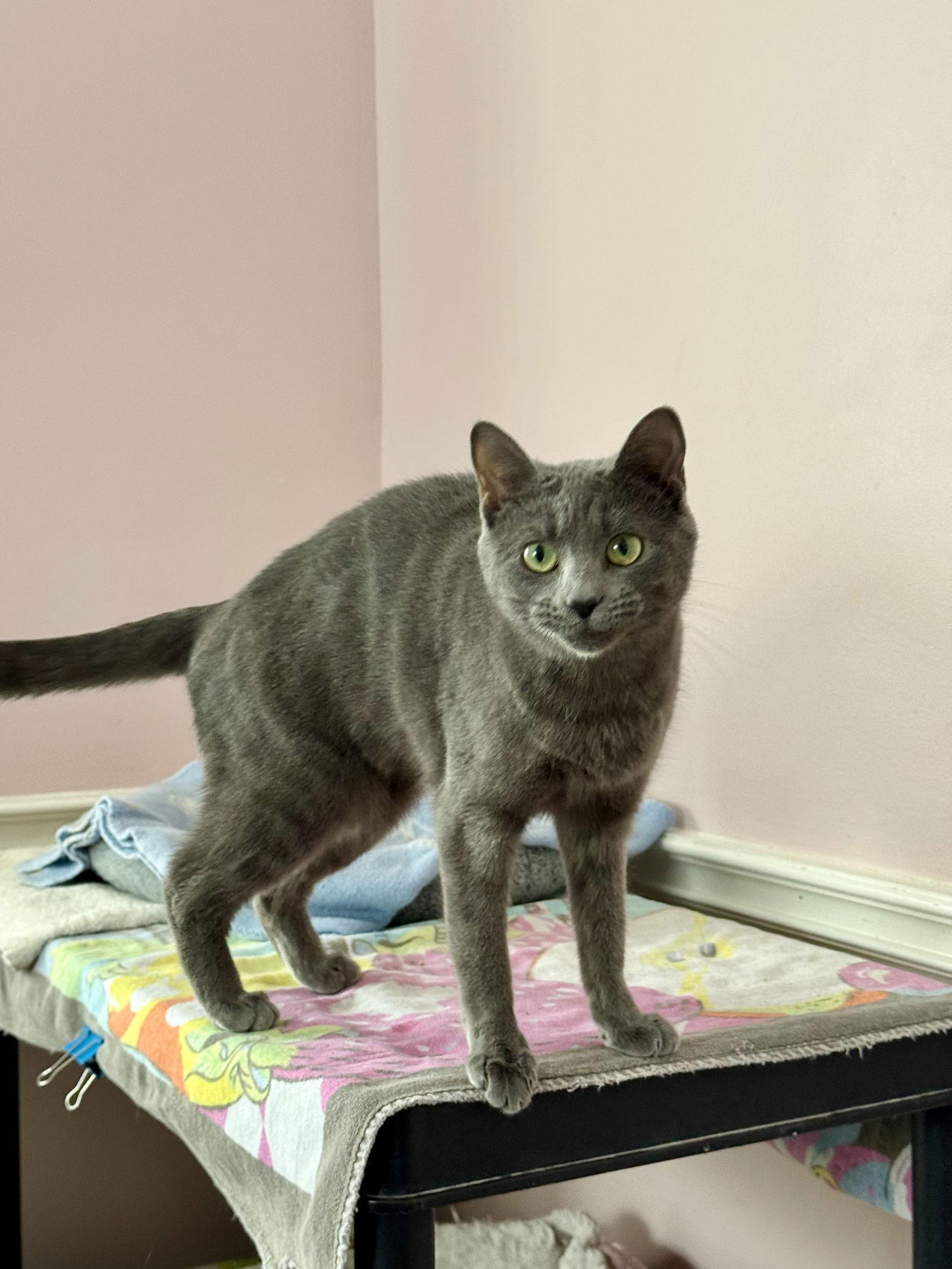 Enlarge Ash, a Adopted Domestic Short Hair in Markham, ON image 1/3