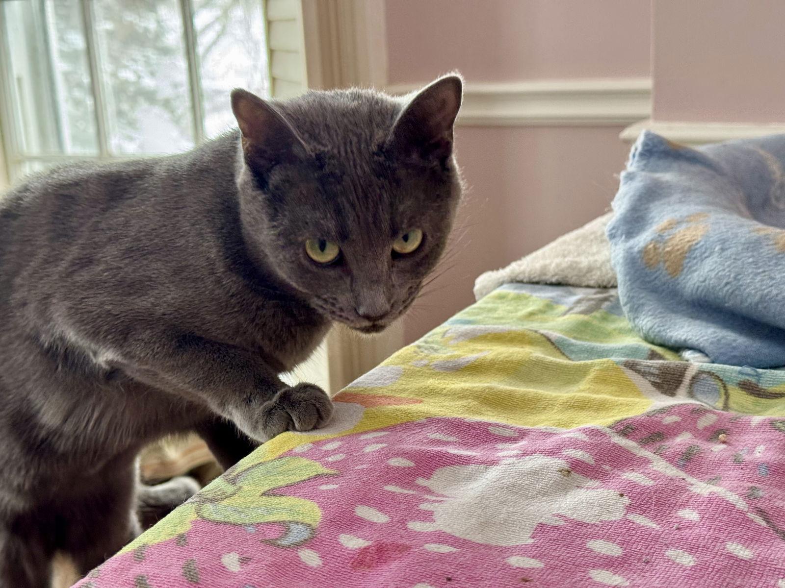 Enlarge Ash, a Adopted Domestic Short Hair in Markham, ON image 2/3