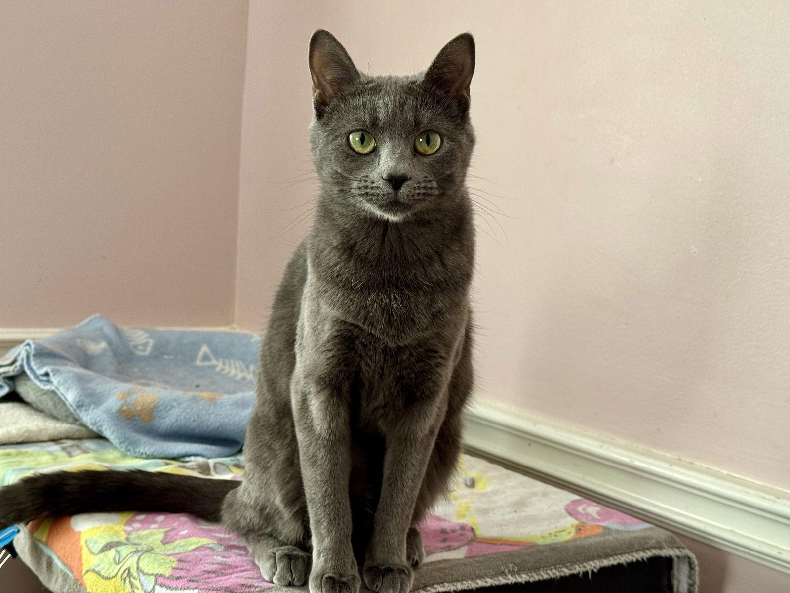 Enlarge Ash, a Adopted Domestic Short Hair in Markham, ON image 3/3