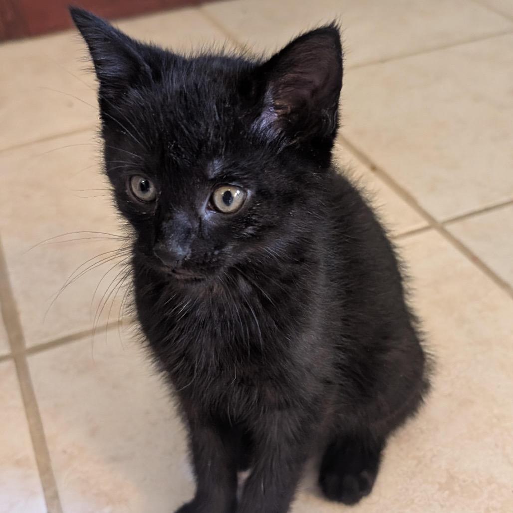 Enlarge Max Meowgnito Eisenhart, a Adoptable Domestic Short Hair in Granville, OH image 1/6