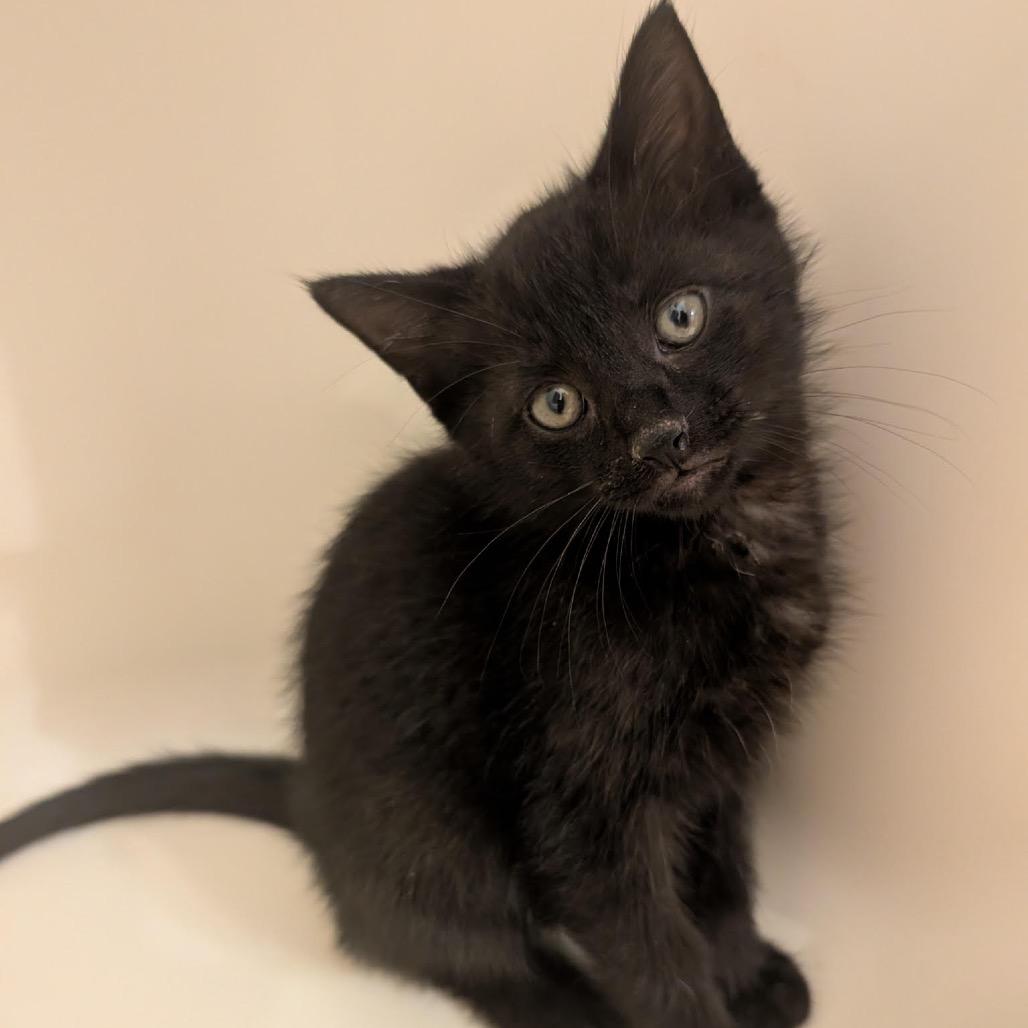 Enlarge Max Meowgnito Eisenhart, a Adoptable Domestic Short Hair in Granville, OH image 2/6