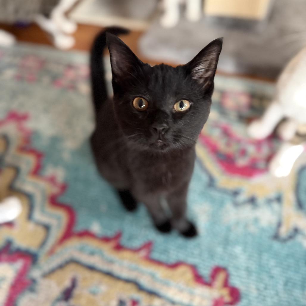 Enlarge Max Meowgnito Eisenhart, a Adoptable Domestic Short Hair in Granville, OH image 3/6