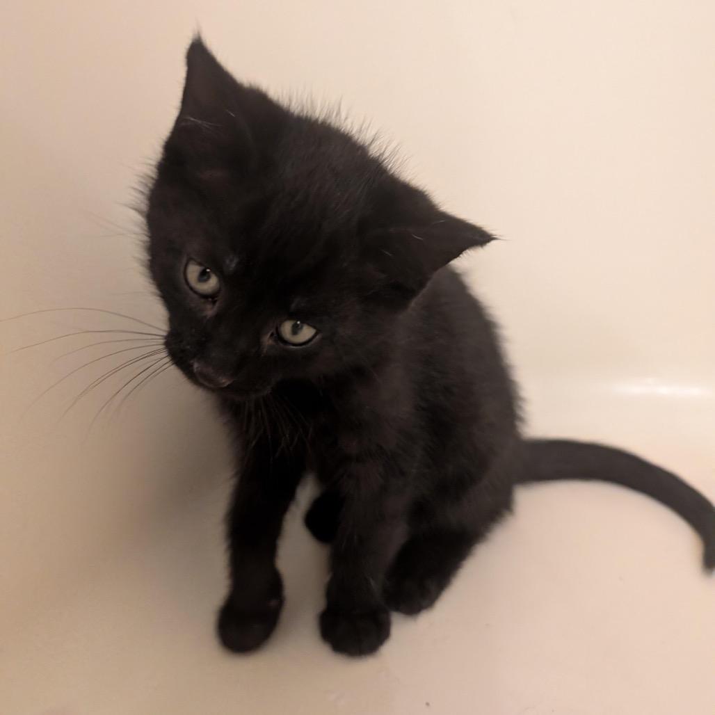 Enlarge Max Meowgnito Eisenhart, a Adoptable Domestic Short Hair in Granville, OH image 4/6