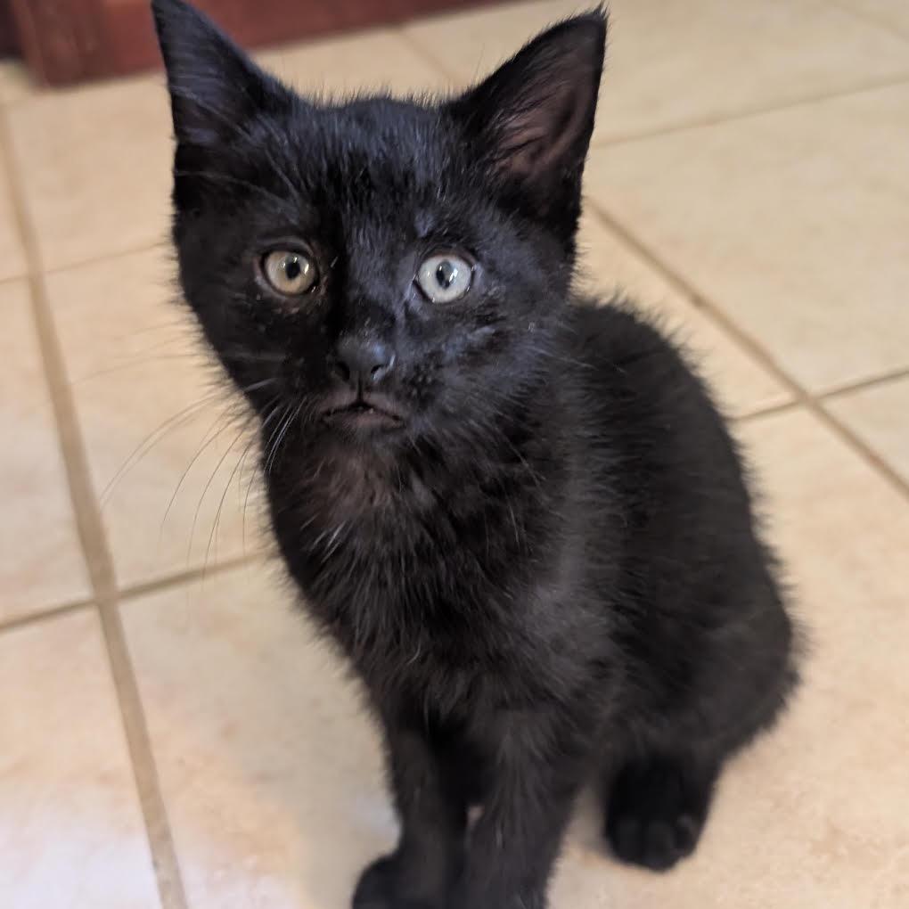 Enlarge Max Meowgnito Eisenhart, a Adoptable Domestic Short Hair in Granville, OH image 5/6