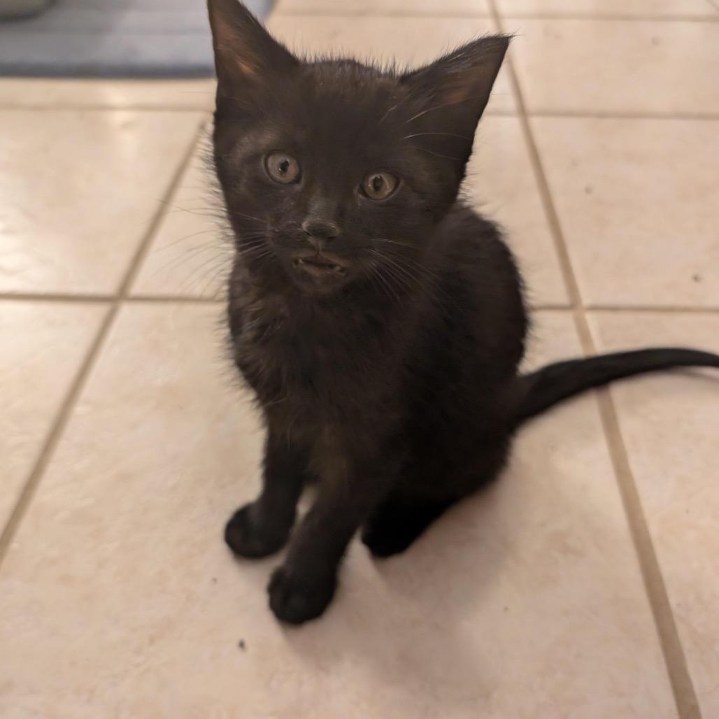 Enlarge Max Meowgnito Eisenhart, a Adoptable Domestic Short Hair in Granville, OH image 6/6