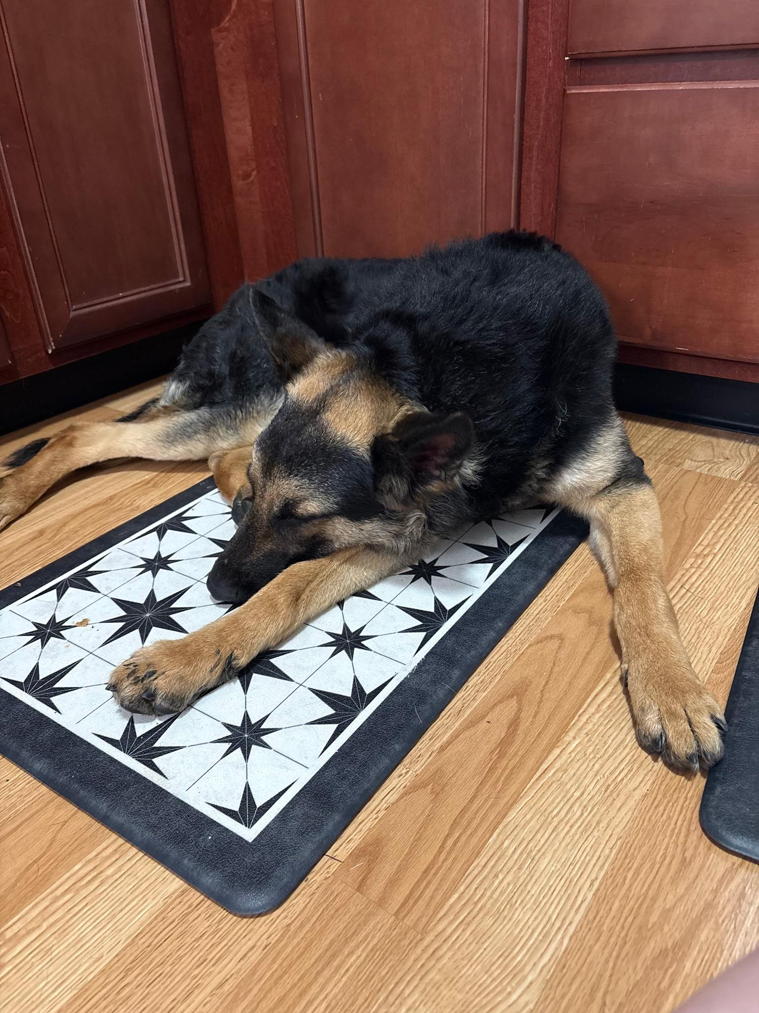 Enlarge Jonah, a Adoptable mixed breed in Weston, MA image 4/6