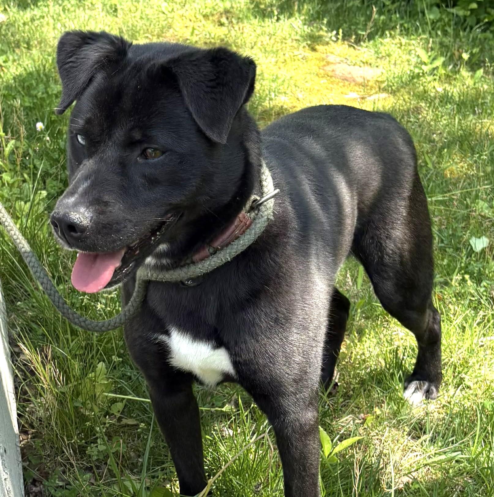 Blake-Available! www.lhar.dog to apply! , ADOPTABLE, Young Male Black Labrador Retriever & Husky.