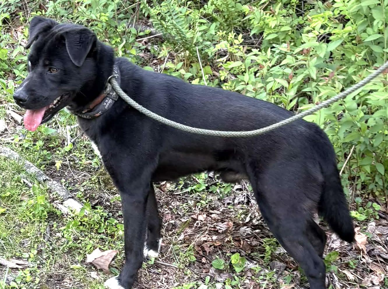 Enlarge Blake-Available! www.lhar.dog to apply! , a ADOPTABLE mixed breed in Frederick, MD image 2/5