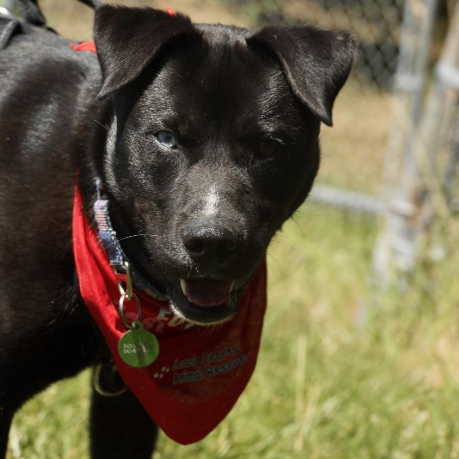 Enlarge Blake-Available www.lhar.dog to apply, a ADOPTABLE mixed breed in Frederick, MD image 2/6