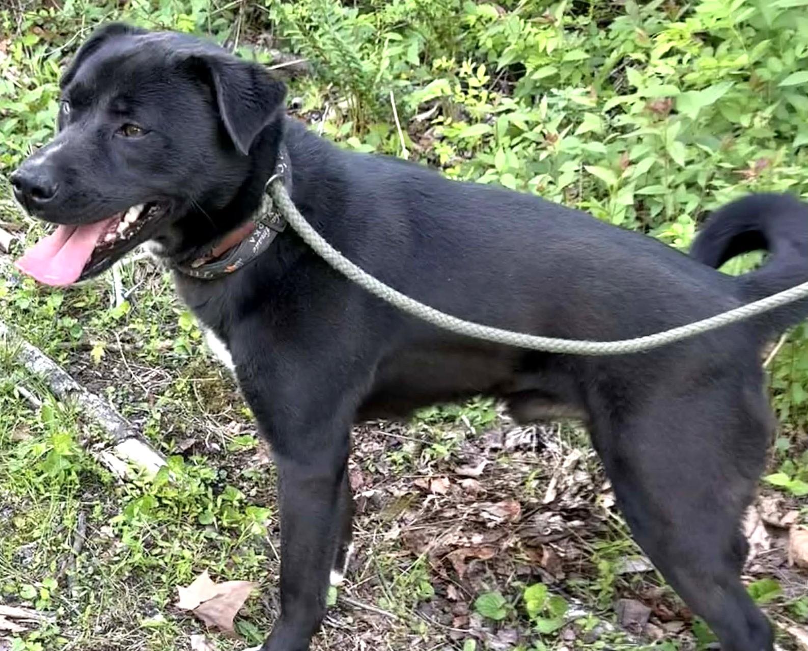 Enlarge Blake-Available! www.lhar.dog to apply! , a ADOPTABLE mixed breed in Frederick, MD image 3/5