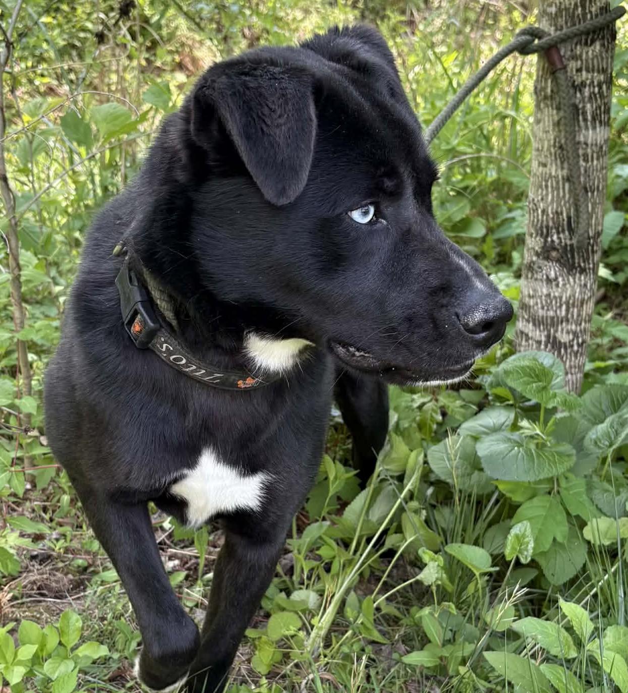 Enlarge Blake-Available! www.lhar.dog to apply! , a ADOPTABLE mixed breed in Frederick, MD image 5/5
