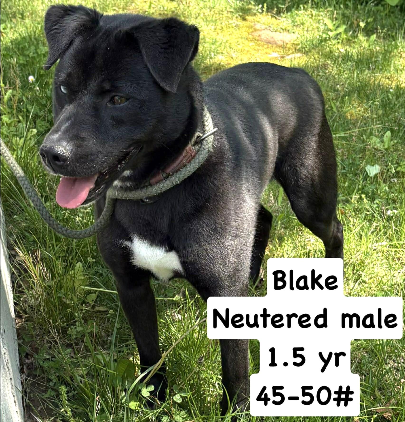 Enlarge Blake-Available! www.lhar.dog to apply! , a ADOPTABLE mixed breed in Frederick, MD image 4/5