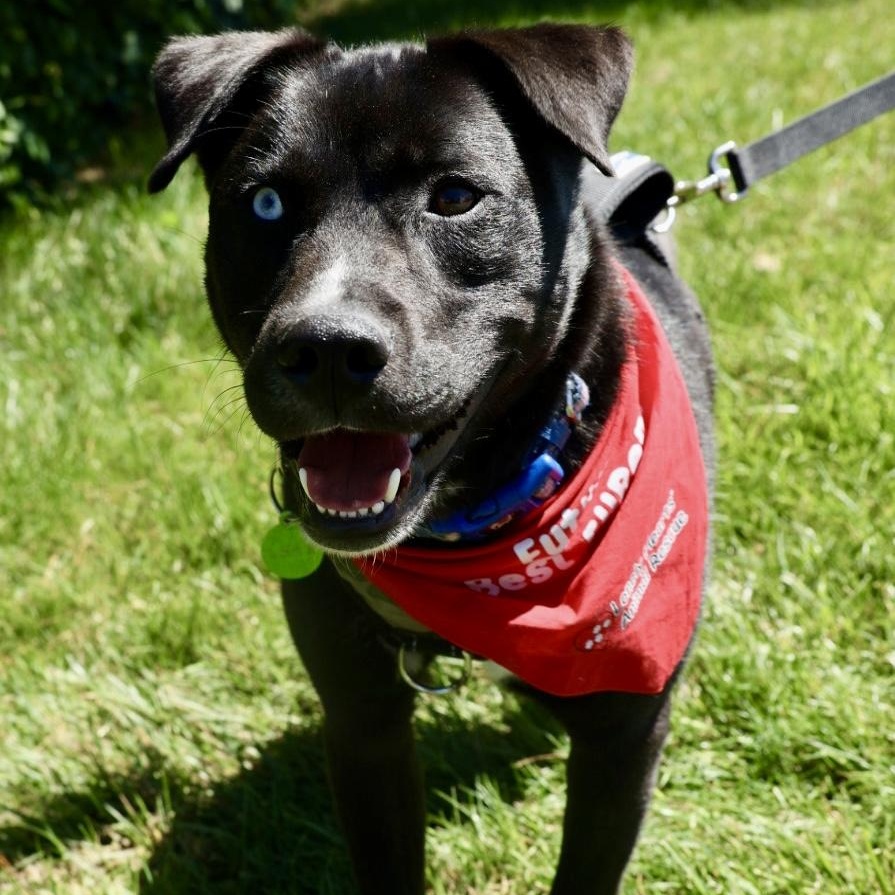 Blake-Available www.lhar.dog to apply, ADOPTABLE, Young Male Black Labrador Retriever & Husky.