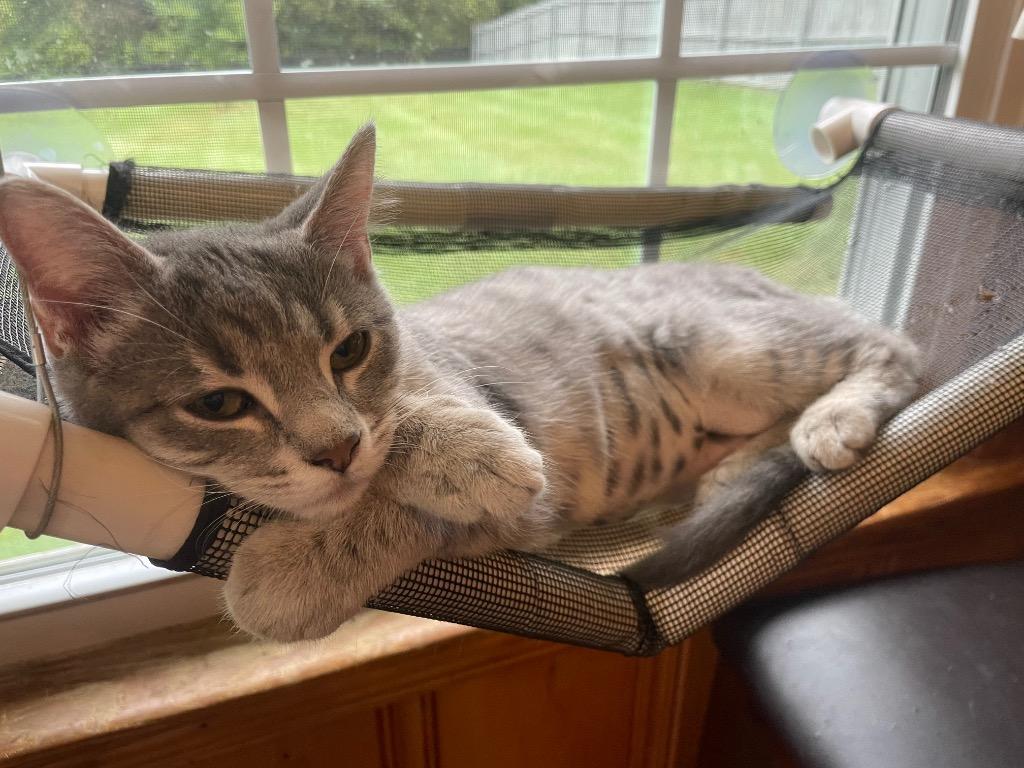 Blinky, Adoptable, Kitten Female Domestic Short Hair.