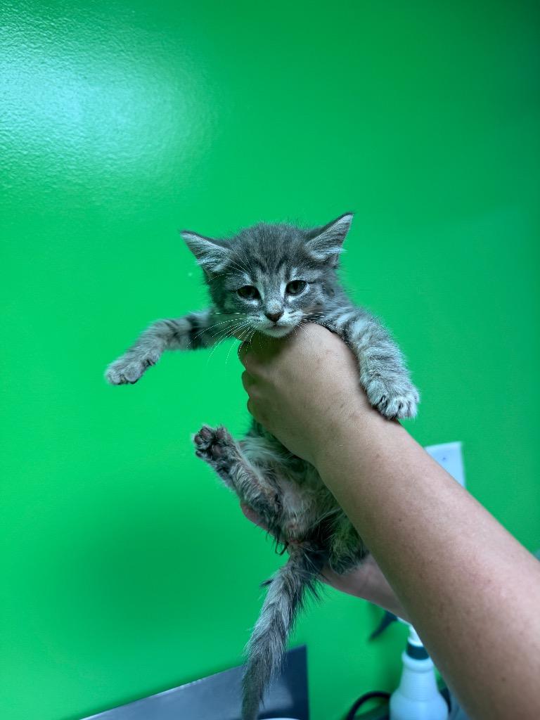 Enlarge Blinky, a Adoptable mixed breed in Johnson City, TN image 3/5