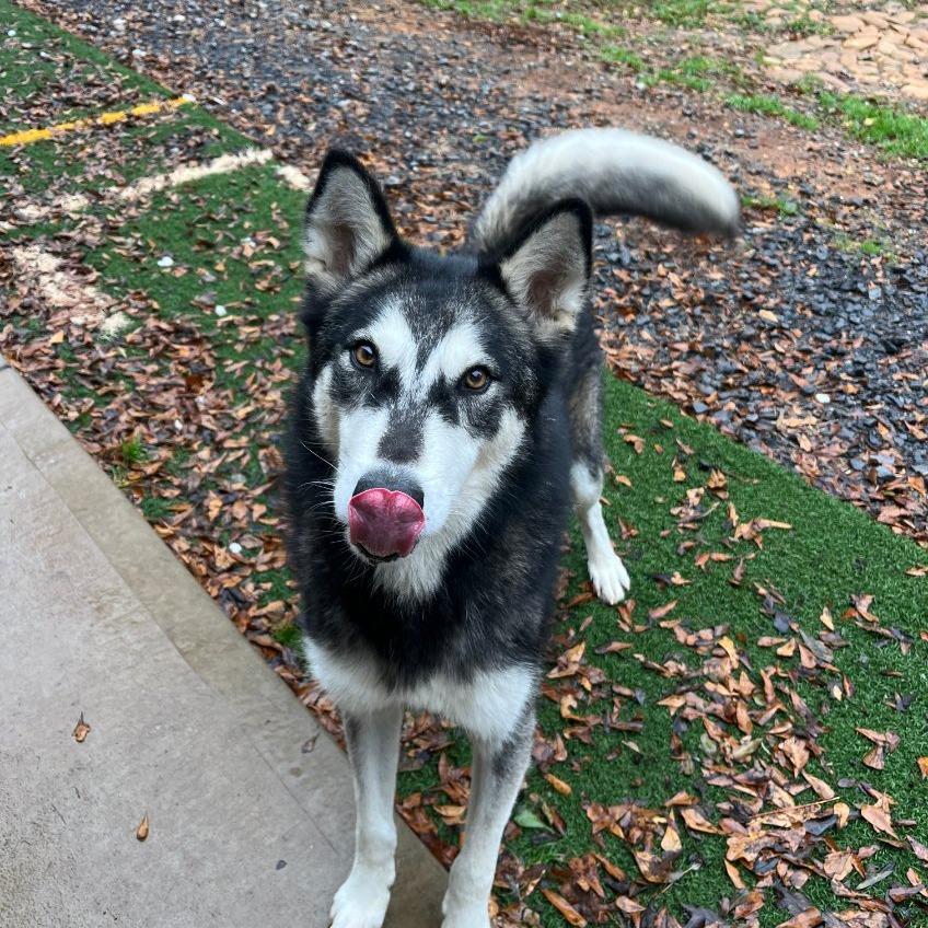 Enlarge Maverick, a Adoptable Alaskan Malamute in Cartersville, GA image 1/2