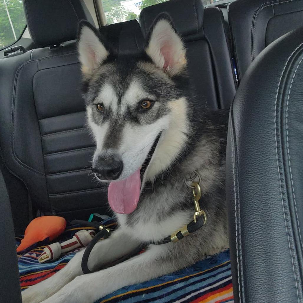 Enlarge Maverick, a Adoptable Alaskan Malamute in Cartersville, GA image 2/2