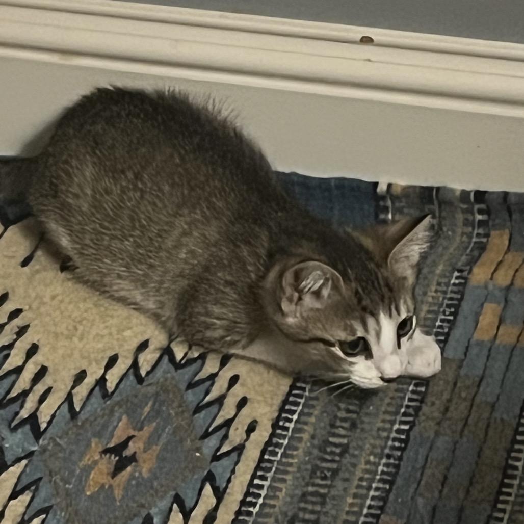 Leila, Adoptable, Young Female Domestic Short Hair.