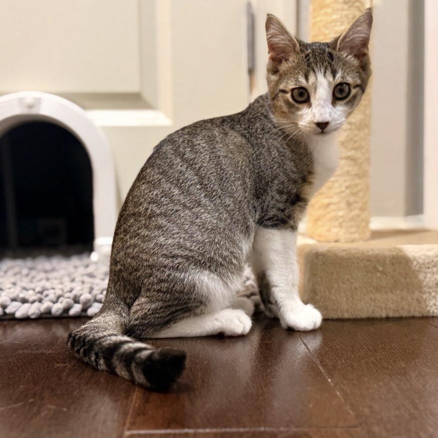 Enlarge Leila, a Adoptable Domestic Short Hair in Silver Spring, MD image 3/6