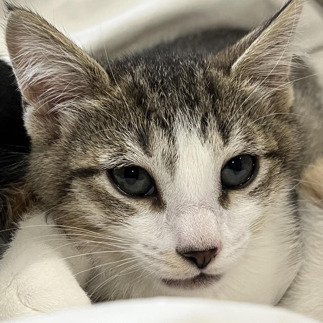 Enlarge Leila, a Adoptable Domestic Short Hair in Silver Spring, MD image 4/6