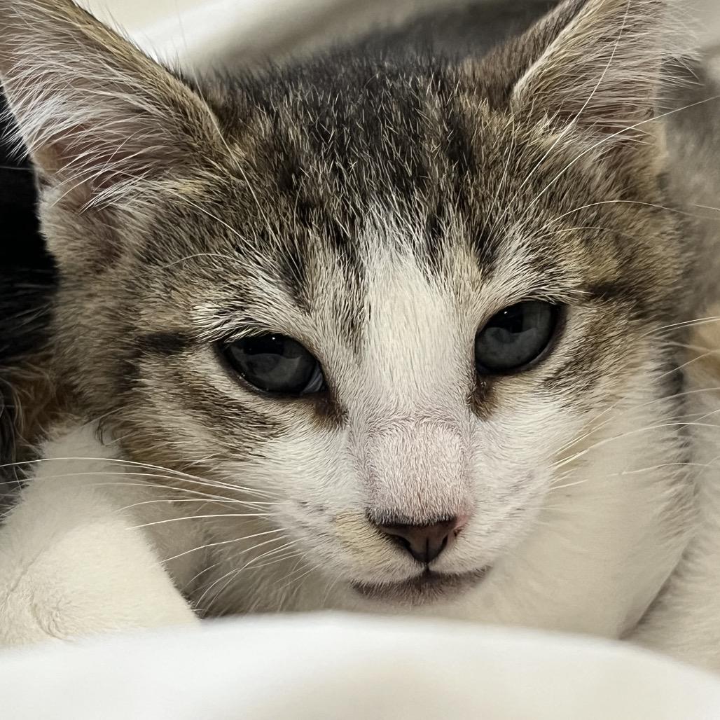 Enlarge Leila, a Adoptable Domestic Short Hair in Silver Spring, MD image 5/6