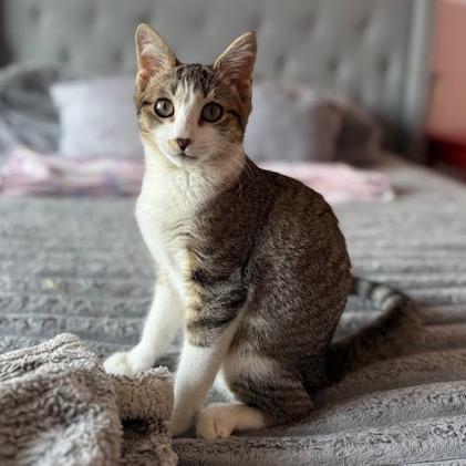 Enlarge Leila, a Adoptable Domestic Short Hair in Silver Spring, MD image 6/6