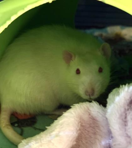 Belial, Adoptable, Adult Male Rat.