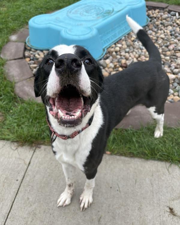 Koda, Adoptable, Young Male Great Dane & Labrador Retriever.