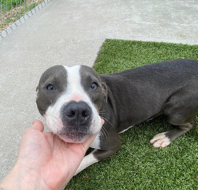 Michael Jackson, ADOPTABLE, Adult Male Pit Bull Terrier.