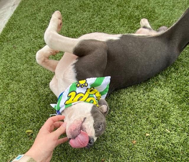 Enlarge Michael Jackson, a ADOPTABLE mixed breed in Fayetteville, AR image 3/6